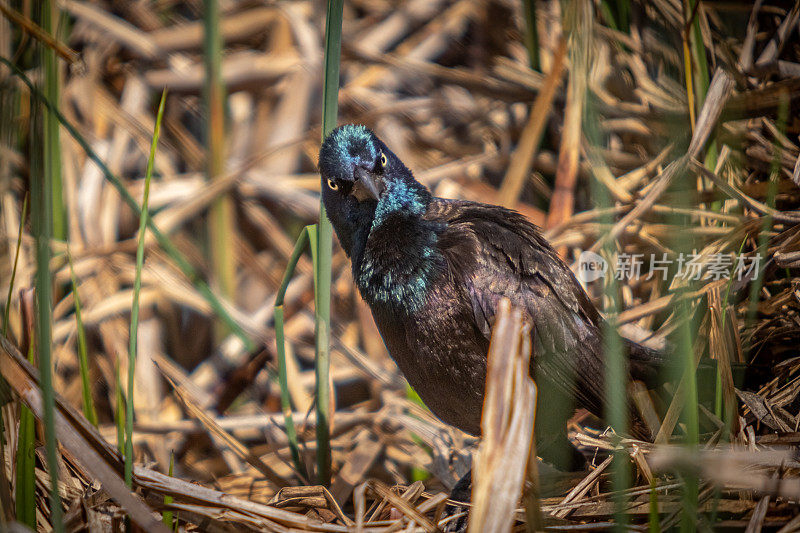 Quiscale bronzé， (Quiscalus quiscula)，常见的白头翁。